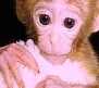 Tetra, the cloned monkey