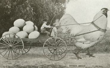 rooster wagon
